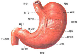 为什么会得胃窦炎